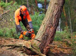 Best Root Management and Removal  in Moncks Corner, SC