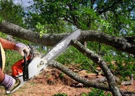 Best Tree and Shrub Care  in Moncks Corner, SC