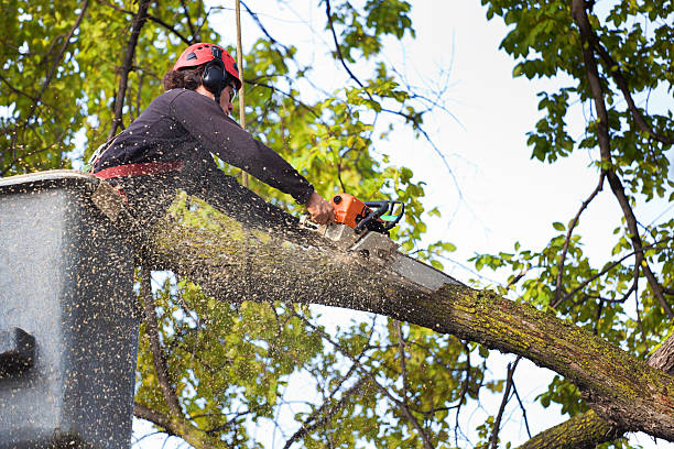 Best Emergency Tree Removal  in Moncks Corner, SC